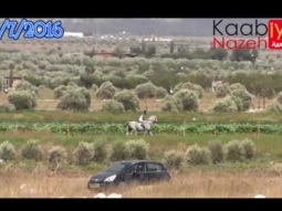 شوط الخيول العربية المحلية صدام نورس نجمة ميدان قانا الجليل كفركنا 15 7 2016
