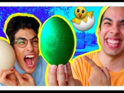 اغرب بيض ممكن تشوفوا في العالم | بيضة خضرة!!!