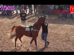 فرسان قانا الجليل كفركنا 3/7/2015 تلخيص