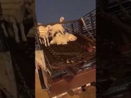 فئة منسية في سوق المواشي