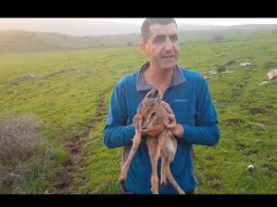 غزال رائع في حمى لوبية قرية لوبية الجليل الأسفل الشرقي
