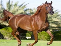 مقطع جميل من رائعة أم كلثوم كل ليلة وكل يوم بتفكر فى مين
