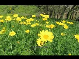 وادي البيرة الجليل الأسفال ربيع ولا أجمل ومياه هادرة