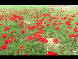 شائق النعمان والبرقوق في النقب الغربي דרום אדום