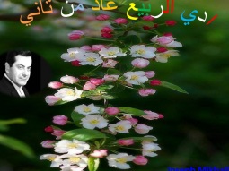 الربيع