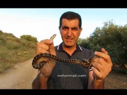 أفاعي في فلسطين معلومات عن الحية بقلاوية وأفعى فلسطين السامة