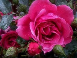 ♫ فيــــــــــروزيــــــــــات ♫..........................................ღ