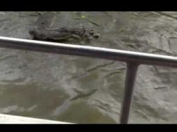 فيديو مرعب لتمساح يفترس خنزير