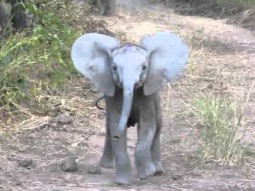 فيديو ظريف لفيل صغير