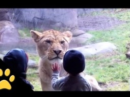 لحظات طريفة للأطفال في حديقة الحيوانات