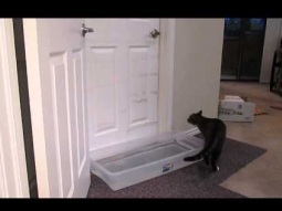 قطة تفتح الباب