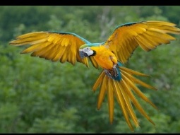 Talking Parrot بغبغان بيتكلم بجد