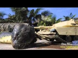 حصريا شاهد عملية قتل ثعبان البحر الأحمر القاتل See the killing of the Red Sea snake