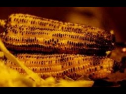لن تصدق ماذا يفعل الذرة المشوي في جسم الانسان مفاجأت بالجملة - فيديو Dailymotion