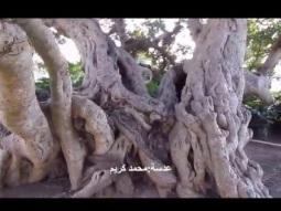 من أكبر الأشجار في فلسطين -جميزة ام خالد شجرة معمرة جدا 1200 عام