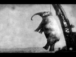 إعدام الفيلة ماري شنقاً - قصة أغرب من الخيال !