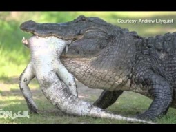 تمساح يتناول وجبة فطوره   والضحية تمساح آخر!