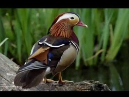 اجمل انواع الطيور فى العالم |  سبحان الخالق -  YouTube