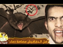 #لادودا_ماتاتا | خفافيش عملاقة في السعودية - Giant bats