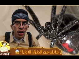 #لادودا_متاتا | أخطر عنكبوت في الشرق الأوسط - Black widow spider!!