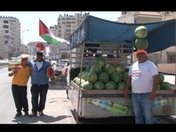بطيخ جنين.. فاكهة فلسطين