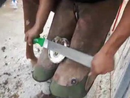 كفركنا حذو الخيل