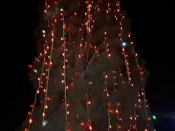 الاب سيمون خوري- اكبر شجرة ميلاد طبيعية في كفركنا