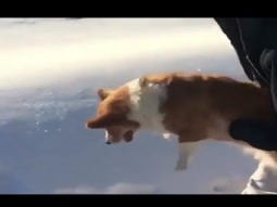 مقطع يوثق إلقاء سيدة لكلبها من الطائرة يثير تعاطف الملايين !!