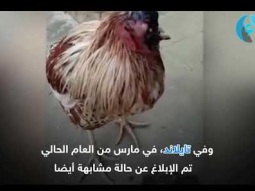 هل حقاً يمكن أن يعيش الدجاج بدون رأس؟! 