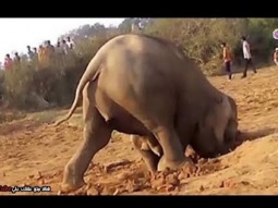 فيل أنثى تحفر الارض 11 ساعة متواصلة -  السبب سيذهلك !!