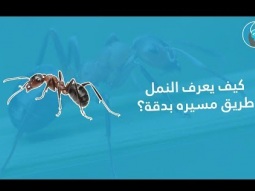 كيف يعرف النمل 