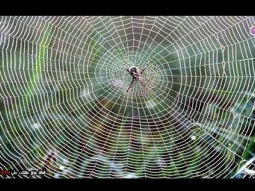 أقوى 10 خيوط عنكبوت في العالم  - اقوى من الدروع 10 اضعاف !!