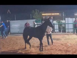 قانا الجليل كفركنا 2019 بنت الصخرة / عروس الشمال