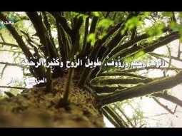 الرب رحيم ورؤوف