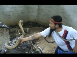 Отбор змей для snake show. Тайланд, Паттайа. 2011