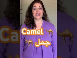 How to say camel inArabic #camel #camels #animals #animal #desert #desertanimal #desertanimals #easy