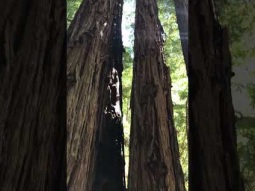 Endless tree at Muir woods park, California