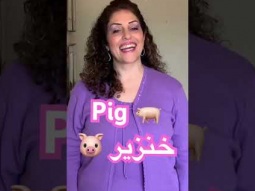 How to say pig in Arabic #pig #pigs #animal #animals #arabic #language #speakarabic #learning #easy