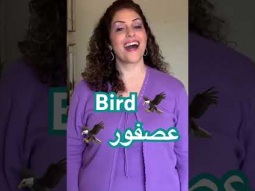 How to say bird in Arabic #bird #birds #arabic #language #speakarabic #learning #pronunciation