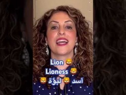 How to say lion in Arabic #lion #lioness #animal #animals #arabic #language #speakarabic #learning