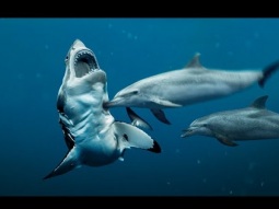 لهذا السبب تخاف القروش من الدلافين