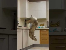 Weird creature hanging around in our kitchen