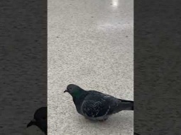 Bird lost in baggage claim area in Newark airport