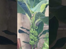 Banana tree