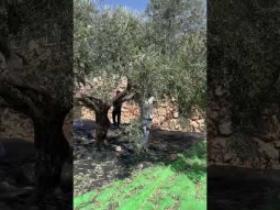 Harvesting olives in Galilee