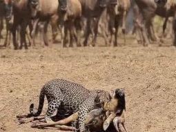 كَانُوا أُمَّةً.. لَكِنَّهَا.. لَمْ تَكُنْ