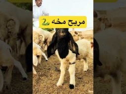 #ردات_فعل #غرائب #اكسبلور