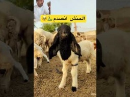 #ردات_فعل #غرائب