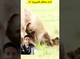 #ردات_فعل #اكسبلور #غرائب