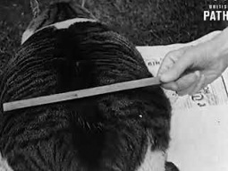 Gibson - Biggest Cat in World #history #vintage #cat #pets